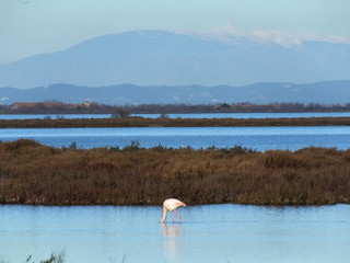 paysage Camargue