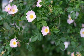 Heckenrosen blühend