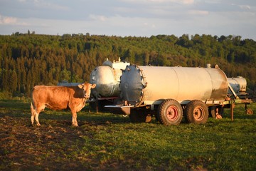 Obraz premium kuh, tier, bauernhof, gras, feld, rinder, ackerbau, wiese, gräser, natur, green, bäuerlich, braun, abgrasen, kuh, landschaft, himmel, melken, käserei, bull, rind, herde, ackerbau, vieh, ackerland
