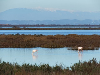 nature Camargue