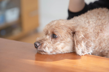 トイプードル　のんびり　自宅　くつろぐ