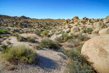 hiking the lost palms oasis trail in joshua tree national park, california, usa