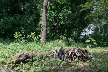 Brennholzstapel im Garten, Waldrand