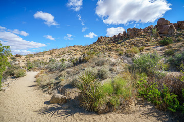 hiking the lost palms oasis trail in joshua tree national park, california, usa