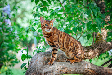 Naklejka na ściany i meble A beautiful Bengal cat with green eyes sits on a lilac trunk surrounded by green leaves, on a hot summer day, amid a bunch of lilacs