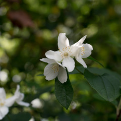 Weiße Blüte in einer Hecke