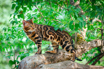 A beautiful Bengal cat with green eyes sits on a lilac trunk surrounded by green leaves, on a hot summer day, amid a bunch of lilacs
