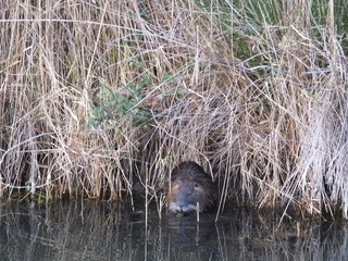 nature Camargue