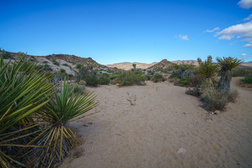 hiking the lost palms oasis trail in joshua tree national park, california, usa