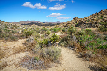 hiking the lost palms oasis trail in joshua tree national park, california, usa