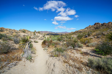 hiking the lost palms oasis trail in joshua tree national park, california, usa