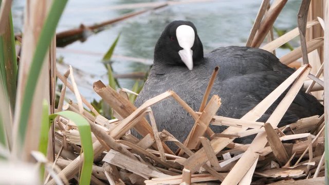 black water chicken on a nest with chicks 2020 coot