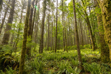 Naklejka na ściany i meble Beautiful landscape of coniferous trees in British Columbia Canada