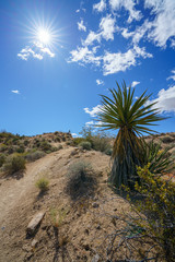 Fototapeta premium hiking the lost palms oasis trail in joshua tree national park, california, usa