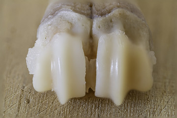 lamb's foot bone close up