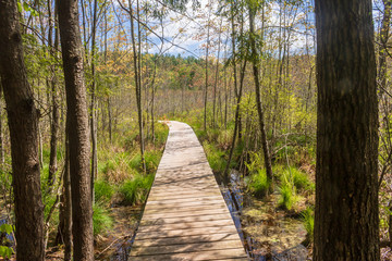 Boardwalk out of the woods and into a swamp
