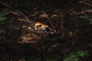 small bright mushrooms growing from a stump in summer close-up in the forest