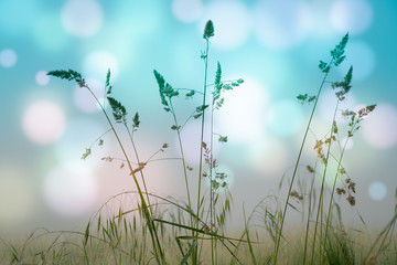 Fototapeta na wymiar Abstract floral background, meadow in the early morning with beautiful fantastic bokeh
