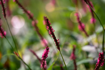 Abstract floral background, meadow in the early morning with beautiful fantastic bokeh