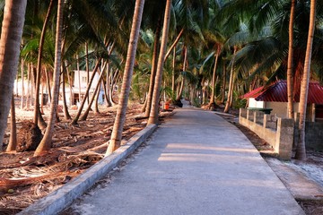 Beautiful  Lakshadweep island  beach , coconut tree farm  , nature holiday vacation 