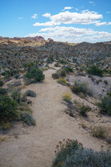 hiking the lost palms oasis trail in joshua tree national park, california, usa