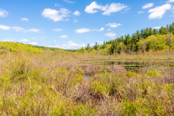 Beaver Swamp in Peoples State Forest