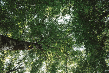 crown of beech tree in spring afternoon against the sky