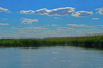 
green reeds in the wind