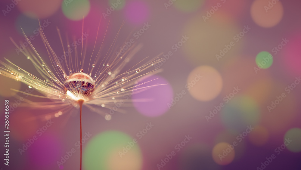 Wall mural abstract blurred nature background dandelion seeds parachute. abstract nature bokeh pattern
