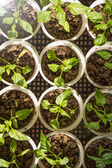 young seedlings of sweet green pepper in plastic seedling containers