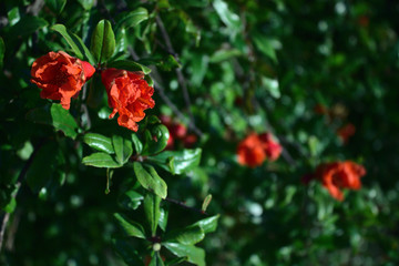 Flores rojas en ramas de árbol frondoso 2