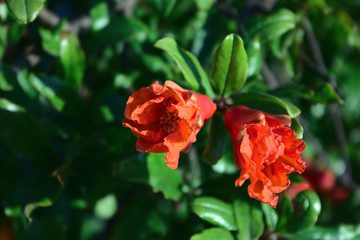 Flores rojas en ramas de árbol frondoso 1