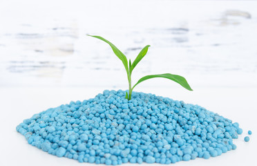 Pile of blue chemical fertilizer and green plant isolated on white. Gardening time.