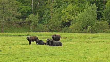 Wasserbüffel auf einer Feuchtwiese in Nordhessen