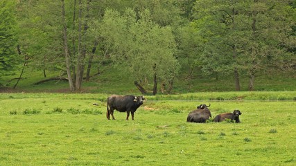 Wasserbüffel auf einer Feuchtwiese in Nordhessen
