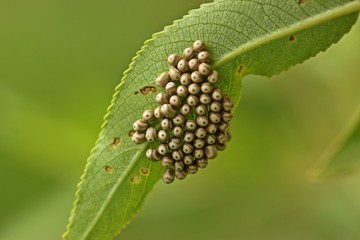 Eigelege des Brombeerspinners (Macrothylacia rubi).