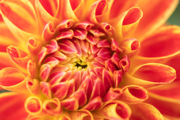 Macro of a yellow dahlia