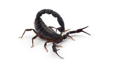 African venom Scorpion isolated on white background