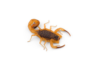African venom Scorpion isolated on white background