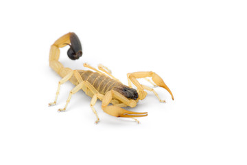 African venom Scorpion isolated on white background