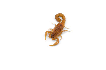 African venom Scorpion isolated on white background