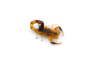 African venom Scorpion isolated on white background