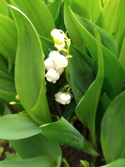 Obraz premium Blossoming lily of the valley. Lily-of-the-valley. Convallaria majalis.Spring background. Flower of lily of the valley on a blue background