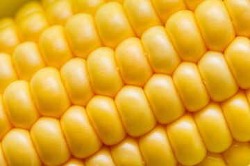 fresh corn cob on white acrylic background