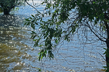 tree branches over water