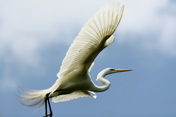 Great white heron