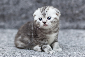 Fototapeta premium grey scottish kitten