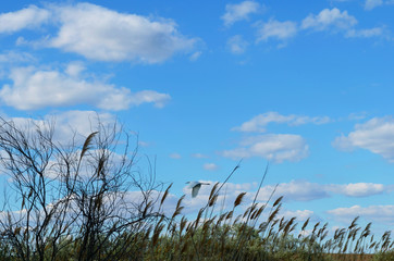 
reeds in the wild