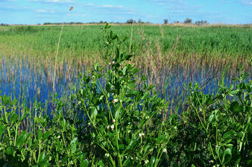green grass in the field