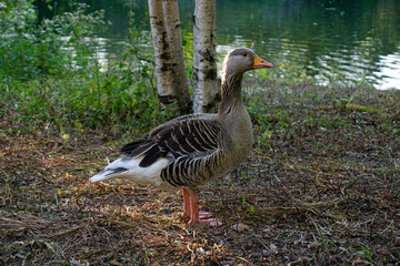 Photo of a brown and white goose in a park in London